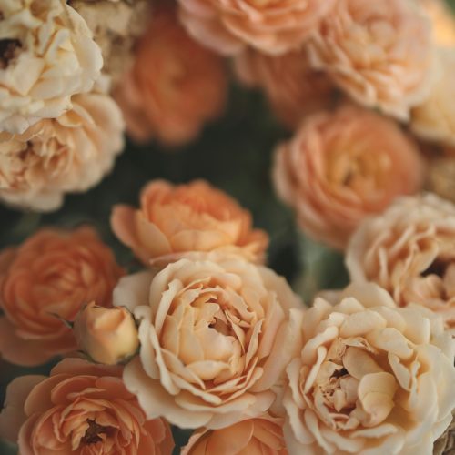 Close-up of beautiful peach flowers in full bloom.