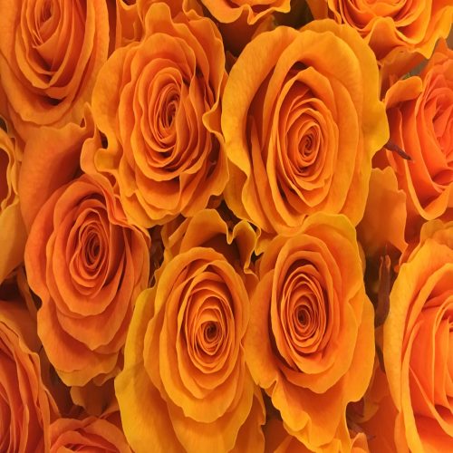 Orange roses arranged in a beautiful bouquet.