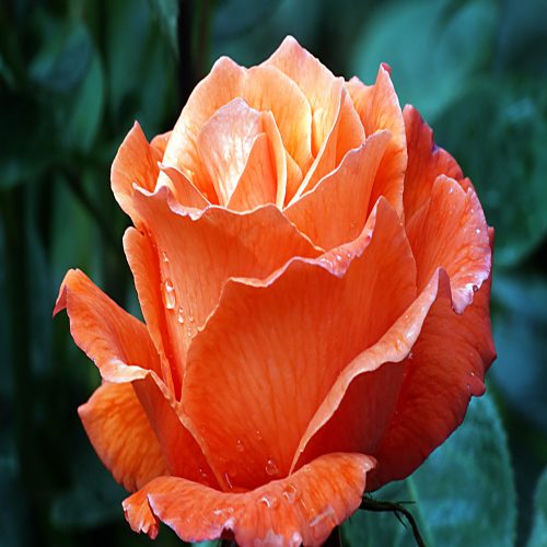 A close-up of an orange rose covered in glistening water droplets.