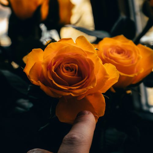 A person delicately holding an orange rose.